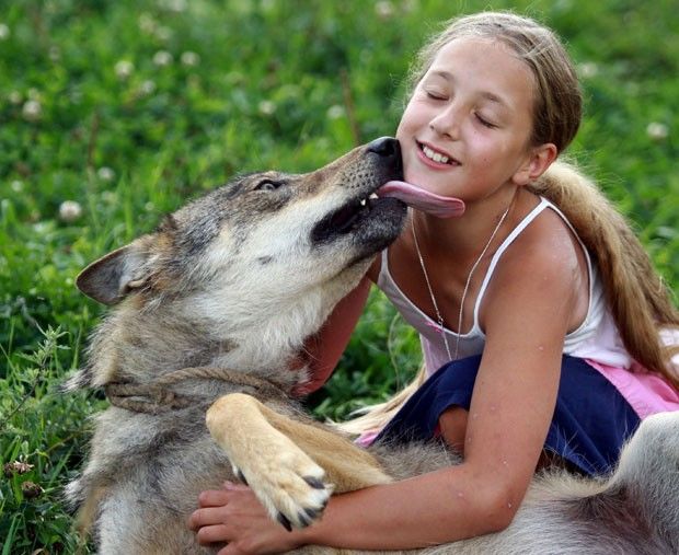 Lobo mau: Família cria lobos como animais de estimação e menina chega a montar neles Lobo mau: Família cria lobos como animais de estimação e menina chega a montar neles
