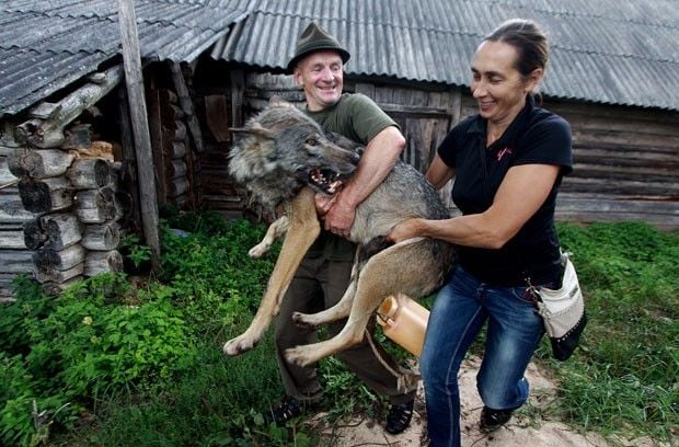 lobos de estimação da família de Belarus