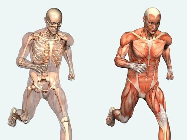 projeto-google-corpo-humano
