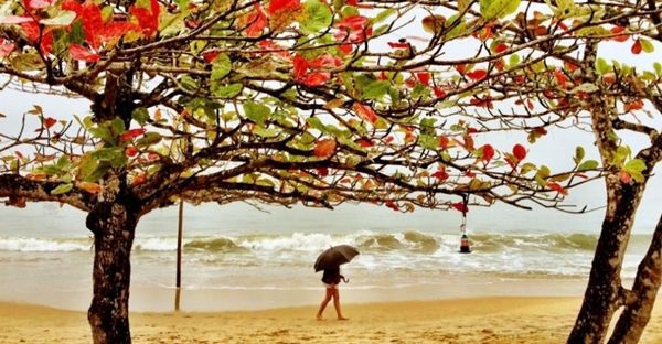 ubatuba-fauna-e-flora