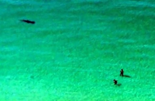 Susto no Mar: Vídeo mostra banhistas tendo que fugir de tubarão