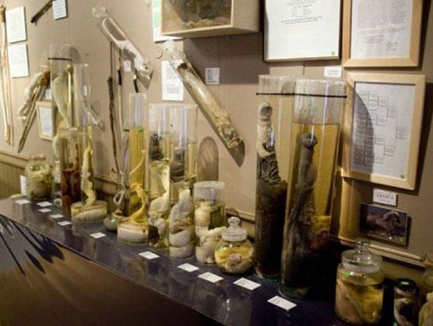 museu-do-penis