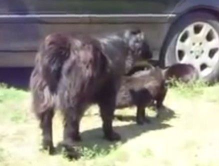 Video engraçado de cão e gato mostra que o 'deixa disso' também existe no mundo animal