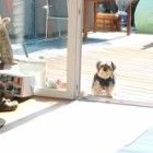 Cãozinho 'enxerga' porta imaginária e vira hit na web - veja o vídeo