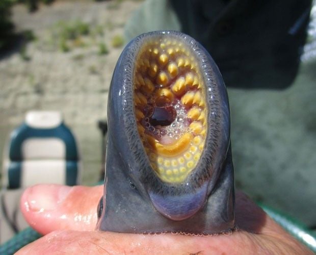 lampreia marinha