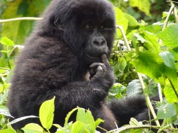 paises-imperdiveis-republica-do-congo