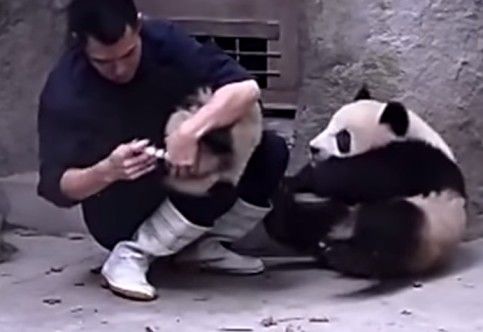 Vídeos engraçados de animais: veja como não dar remédio a um urso panda