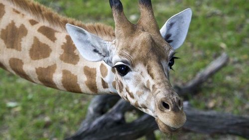 zoologico-de-basileia
