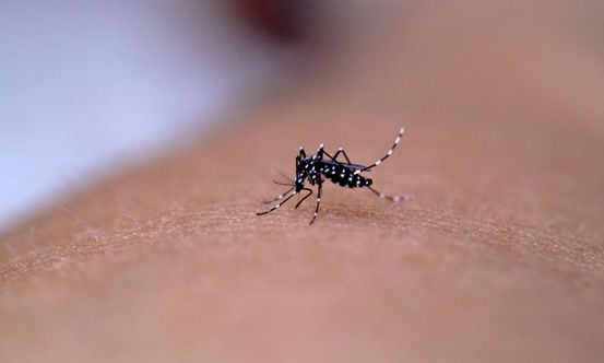 Nova dengue? Conheça a febre chikungunya e saiba como se proteger dela