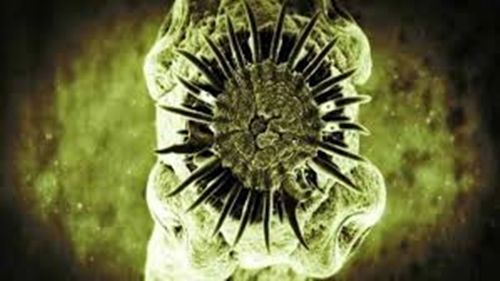 parasita-cerebro