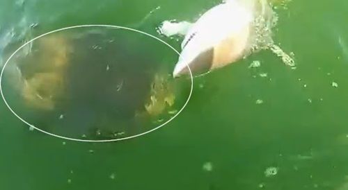 peixe-engolindo-tubarao