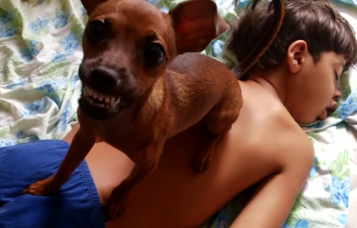 Vídeo engraçado mostra cachorro tentando impedir homem de acordar o filho - veja