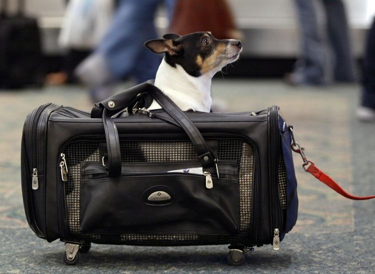 Gol Linhas Aéreas libera cães e gatos na cabine