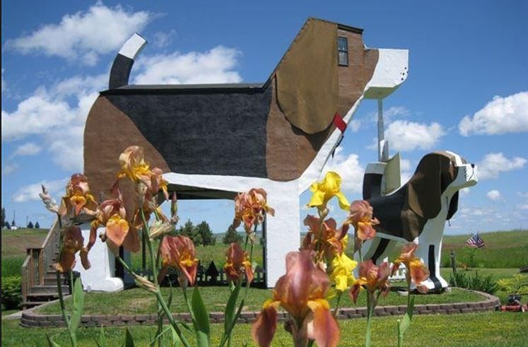 beagle-hotel