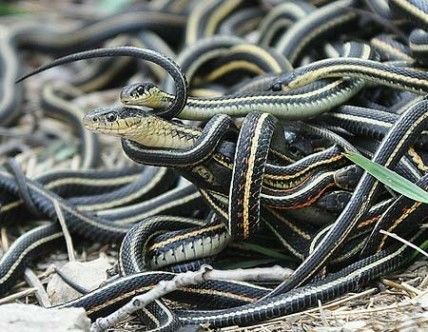 Cobras em 'orgias' e outros rituais de acasalamento bizarros no mundo animal