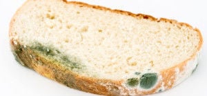 Xô mofo: Veja dicas para evitar que os pães mofem
