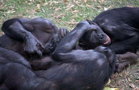 macacos-bonobos