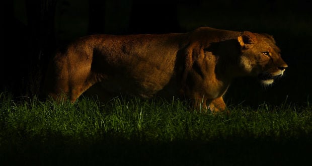 passeio-noturno-zoologico