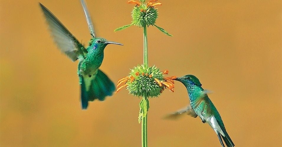 beija-beija-flor