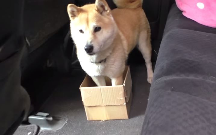cachorro-e-trolado-pelo-dono