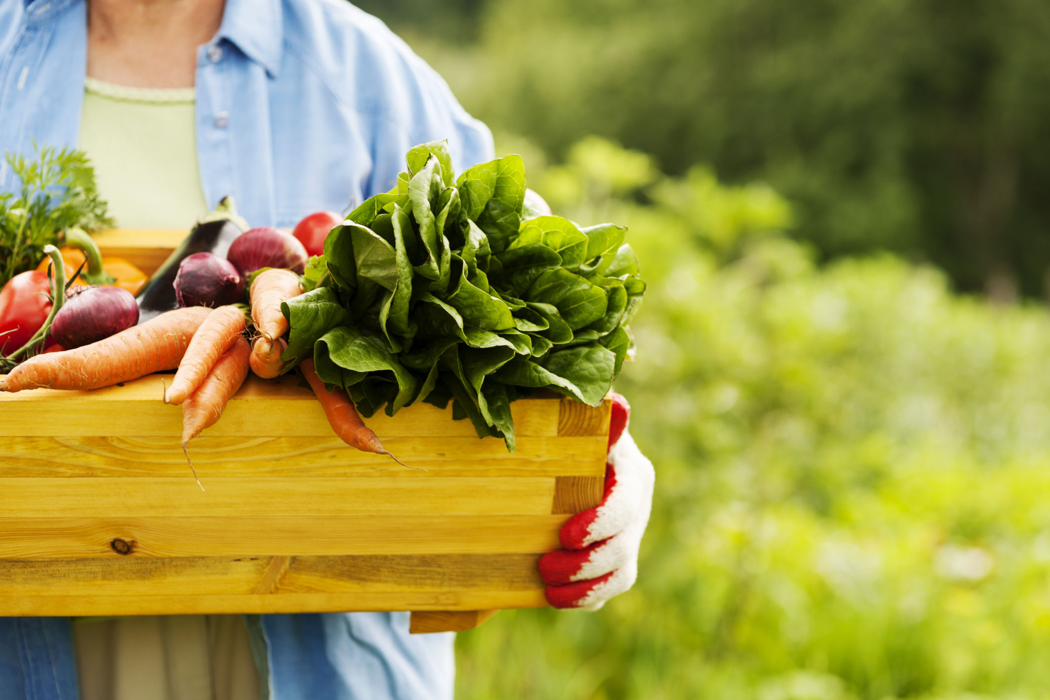 como-tirar-agrotoxico-de-vegetais
