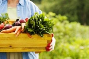 Aprenda tirar agrotóxico dos vegetais com um conjunto de dicas simples e práticas