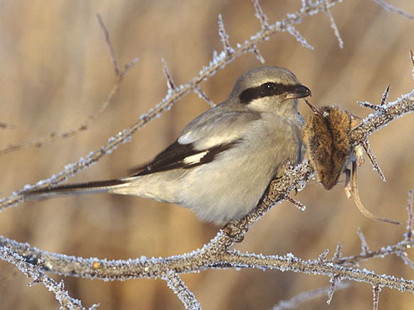 gray-shrike-presente