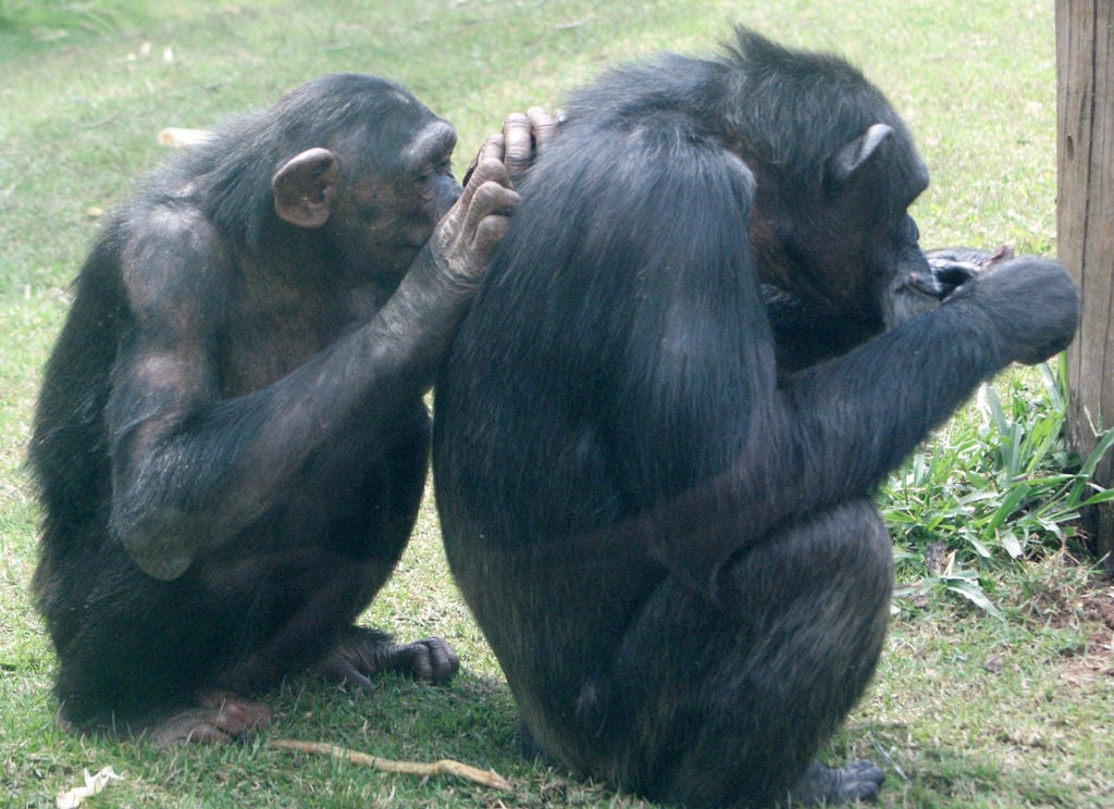 macacos-procurando piolhos
