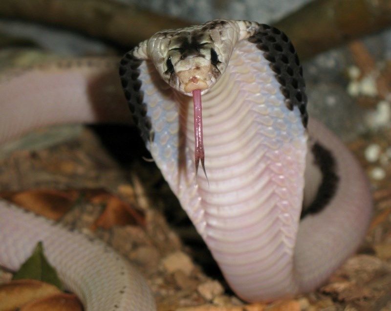 Cobra Naja