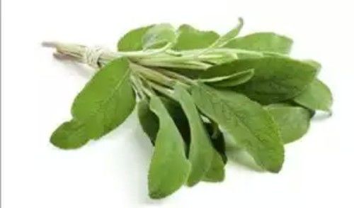 Salvia