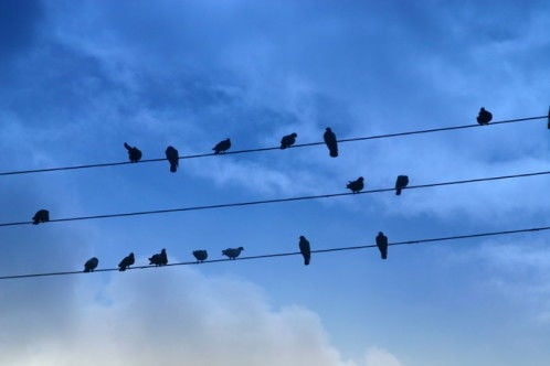 Maneiras de fazer uma 'previsão do tempo' apenas observando os sinais da natureza