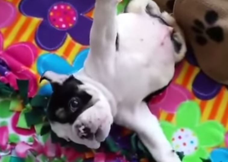 Cachorro com sindrome cão nadador