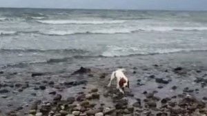 Esta cadela parecia estar indo latir para as ondas, mas o que veio depois vai tocar seu coração