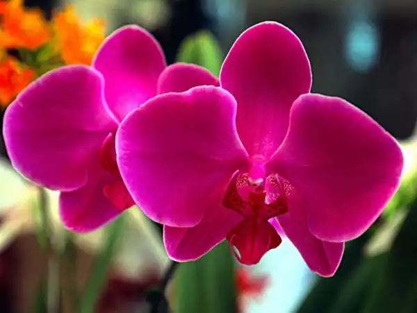 Orquídea