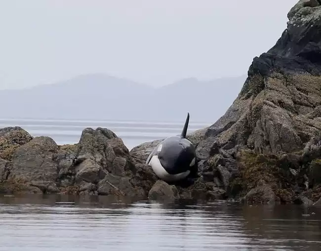 Baleia orca encalhada