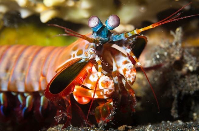 Camarões mantis vêem tudo de uma forma que você jamais verá