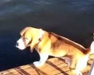 Esse cãozinho achou que sua amiga humana estava se afogando e não suportou a ideia de perdê-la
