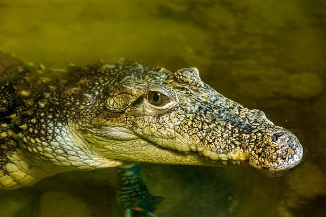 Crocodilos podem engolir pedras