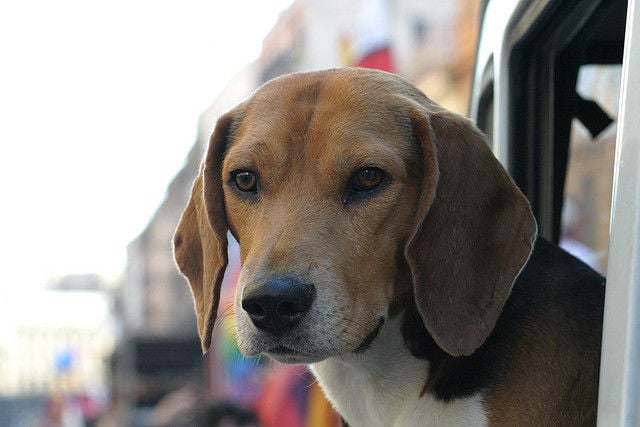 Cachorros podem detectar o câncer