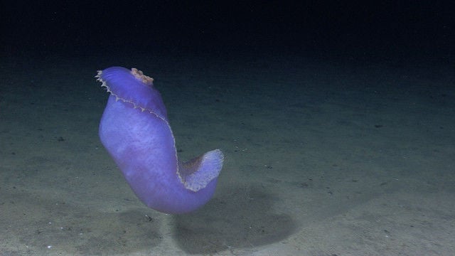 Pepinos-do-mar podem entrar em lugares inimagináveis
