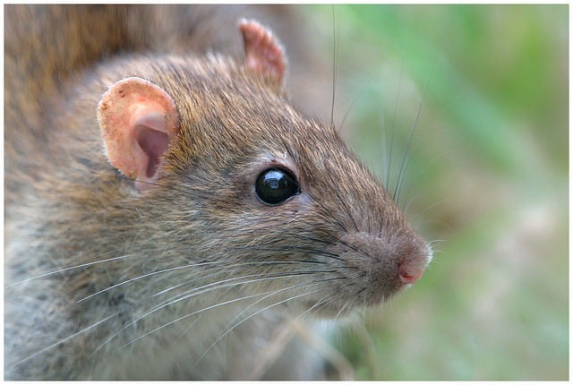 Ratos conseguem sentir o cheiro de radiações