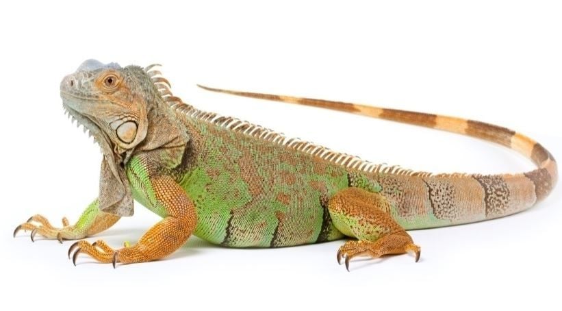 Iguana