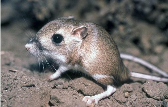 Ratos-cangurus podem sobreviver sem água