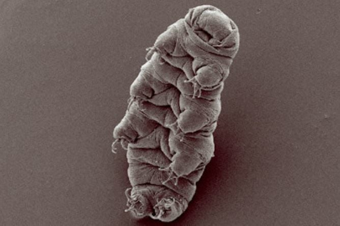 Tardigrado: o verdadeiro “duro de matar”