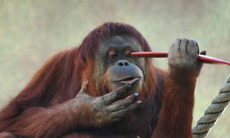 Orangotango esperto