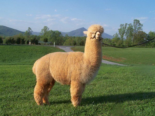 Alpacas