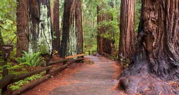 Cathedral Grove – Canadá