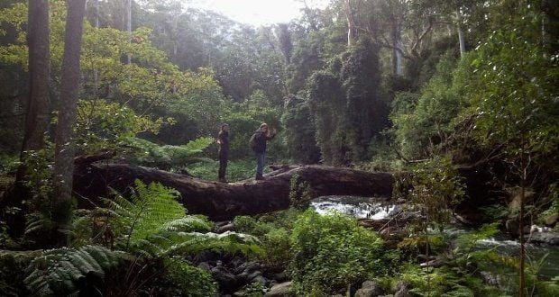 Lamington National Park – Austrália