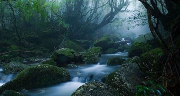 Florestas tropicais imperdíveis para você conhecer ao redor do mundo