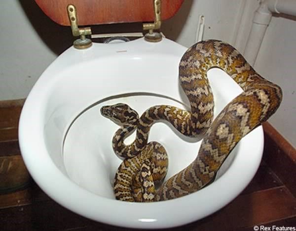 Cobra píton